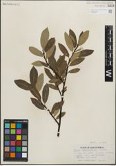 Foto von Salix maccalliana Rowlee